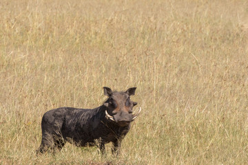 Warthog with big tusks in the high grass at the savanna