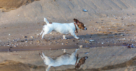 Little beautiful funny dog ​​Jack Russell Parson Terrier enthusiastically and cheerfully plays...
