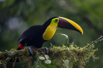 Keel-billed Toucan - Ramphastos sulfuratus, large colorful toucan from Costa Rica forest with very colored beak.