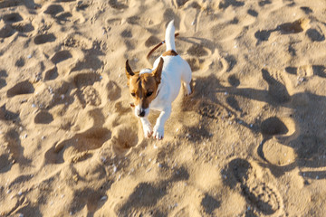 Not abruptly with motion blur. Little beautiful funny doggy Jack Russell Parson Terrier...