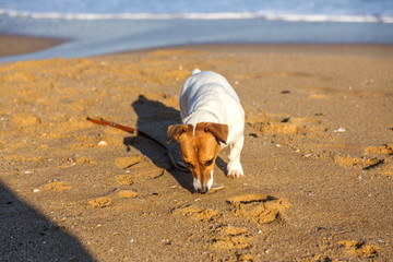 Little beautiful funny dog ​​Jack Russell Parson Terrier enthusiastically and cheerfully plays...