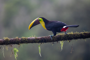 Keel-billed Toucan - Ramphastos sulfuratus, large colorful toucan from Costa Rica forest with very colored beak.