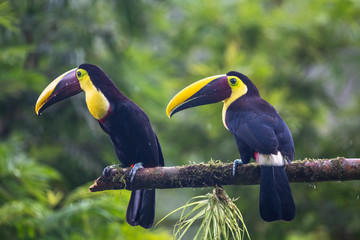 Keel-billed Toucan - Ramphastos sulfuratus, large colorful toucan from Costa Rica forest with very colored beak.