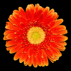 Orange Gerbera flower on the black background - Image