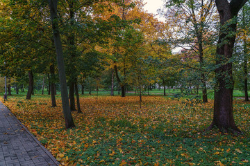 Obraz premium mellow autumn