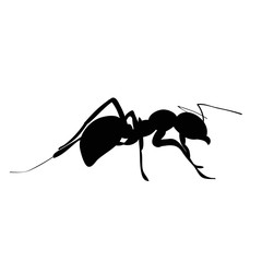 silhouette of insect ant