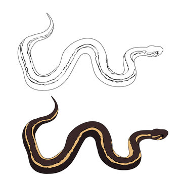 vector isolated, snake crawling