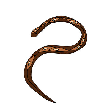 isolated, snake on white background