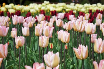 Obraz premium pink tulips in the garden