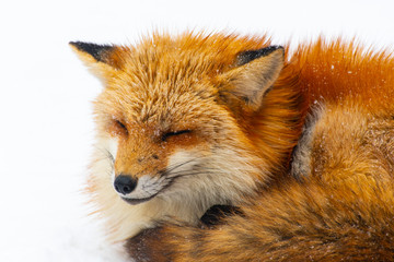 Obraz premium Portrait of fox during snowing at fox village in Fukushima, Japan in winter time.