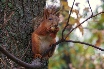 squirrel in the forest