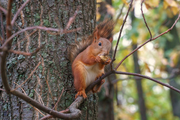 squirrel in the forest
