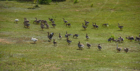 A flock of ducks graze in the meadow.