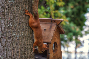 squirrel in the forest