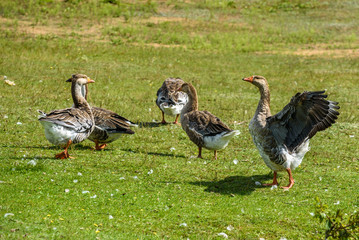 Ducks on a summer meadow flapping their wings.