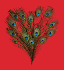 Obraz premium Herz aus Pfauenfedern auf Rot