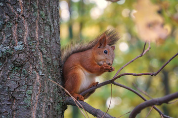 squirrel in the forest