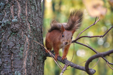 squirrel in the forest