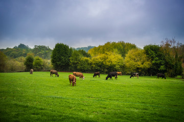 cows in galician field