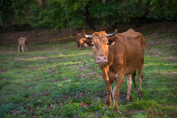 Fototapeta premium cow in galician field