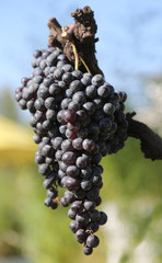 Naklejka premium bunch of red grapes with lots of berries in the fall on the vine