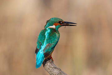 Common Kingfisher Birds