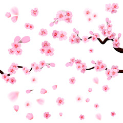 Obraz na płótnie Canvas Pink cherry blossom with falling leaves. Isolated on white background. Spring composition with sakura. Vector illustration