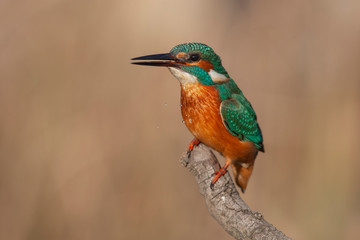 Common Kingfisher Birds