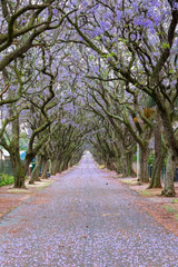 Purple colored jacaranda flowers