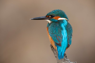 Common Kingfisher Birds
