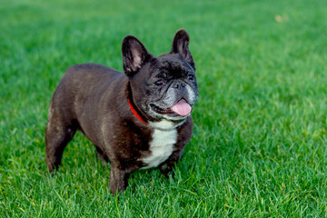 French Bulldog paying in grass field. Frenchie