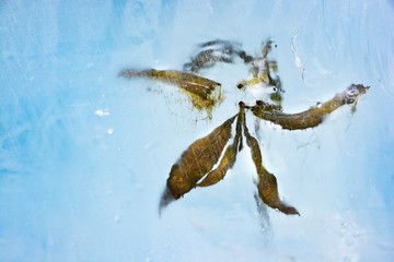 The texture of the ice. The frozen water.Winter background  
