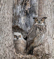 Mother Great Horned Owl and owlet sitting in nest.