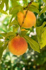 Ripe sweet peach fruits growing on a tree branch in orchard