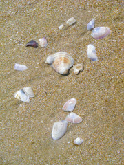 Fototapeta na wymiar Small shells of mollusks thrown from the sea water on the beach sand. Shells shimmer with mother of pearl on bright = oh sun.