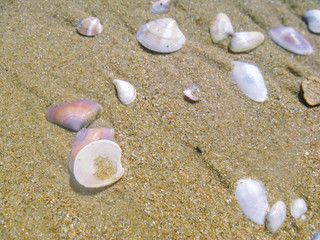 Small shells of mollusks thrown from the sea water on the beach sand. Shells shimmer with mother of...