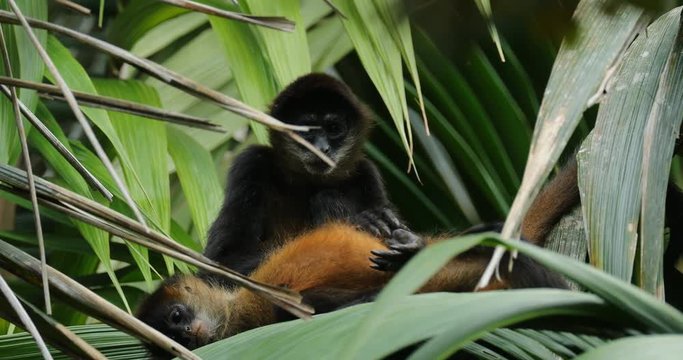 Monkey on palm tree. Green wildlife of Costa Rica. Black-handed Spider Monkey sitting on the tree branch in the dark tropical forest. Animal in the nature habitat, on the tree.