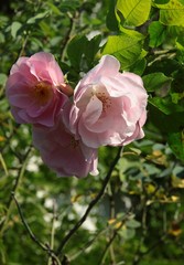 pink rose close up