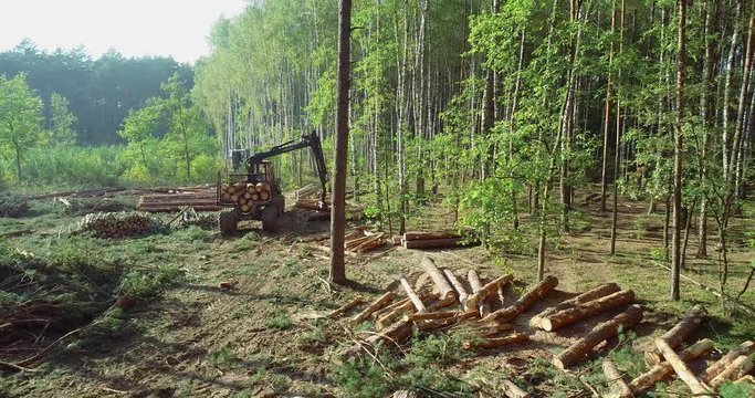 A forestry forwarder works in a pine forest.  A forestry forwarder transports logs after logging. Logging aerial view. The forestry industry. 