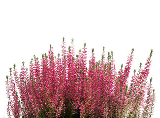 Heather flower background isolated on white