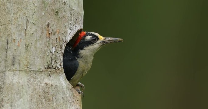 Woodpecker cleaning nest hole. Bird be peeping from home. Woodpecker from Costa Rica, Black-cheeked Woodpecker, animal behaviour, sitting on the branch with nest hole, bird in the nature habitat 