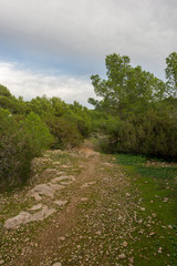 Green forest in ibiza a cloudy day