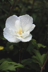 white flower of hibiscus plant close up