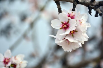 Flor de almendro en invierno
