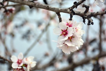 Flor de almendro en invierno