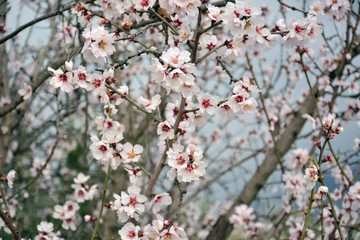 Flor de almendro en invierno