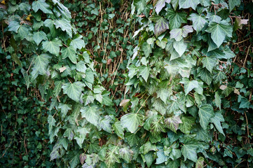Heather green ivy, spiral, Goldchild carpet on a deciduous tree trunk. The original texture of ordinary green ivy on the background of the fence, curled with ivy. Nature concept for design