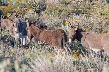 Wild Burros in the Arizona Desert in Spring