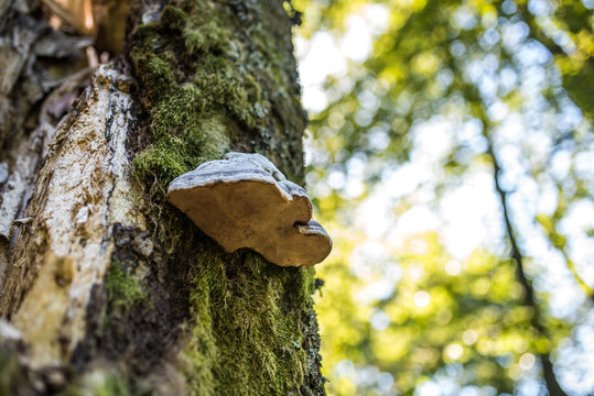 Tree mushroom and a bllured background of forest trees