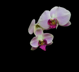Naklejka na ściany i meble Orchid flowers on a black background.